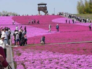 芝 桜 市貝