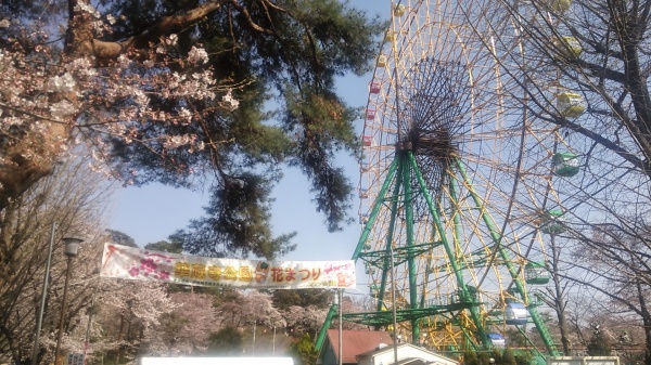 桜とツツジの名所・伊勢崎の華蔵寺公園と遊園地