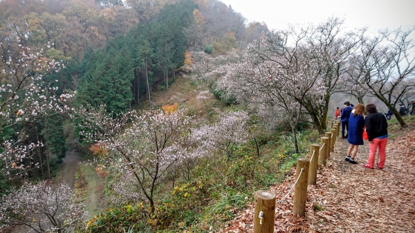 桜山公園の冬桜（群馬藤岡市鬼石）