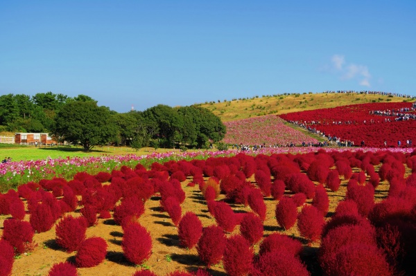 国営ひたち海浜公園のコキアの紅葉