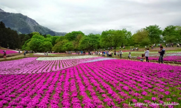 羊山公園の芝桜（秩父）