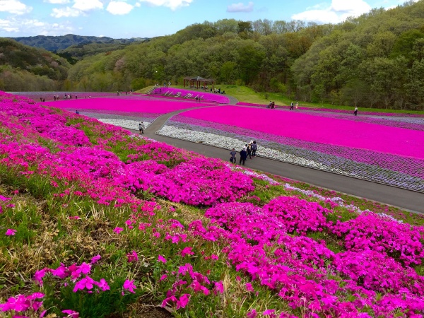 栃木県芳賀郡市の芝桜公園