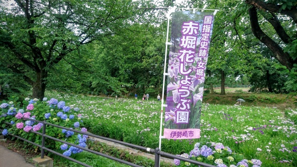 伊勢崎の「赤堀花しょうぶ園」