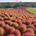 秋の紅葉コキア（国営ひたち海浜公園）