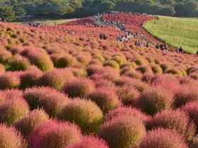 コキア 熱いぜ 上州 北関東