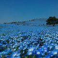 国営ひたち海浜公園（茨城県）