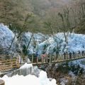 尾ノ内百景（冷っけぇ～）氷柱（秩父小鹿野）